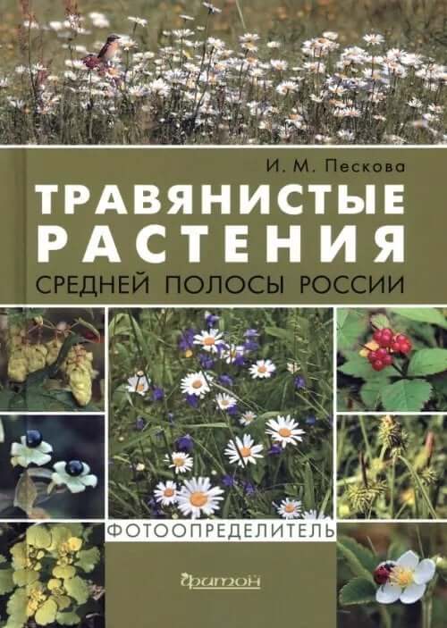 Травянистые растения средней полосы России